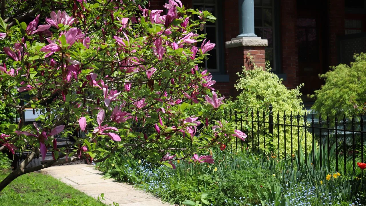 Enhance Your Front Yard’s Appeal with Stunning Low-Maintenance Trees