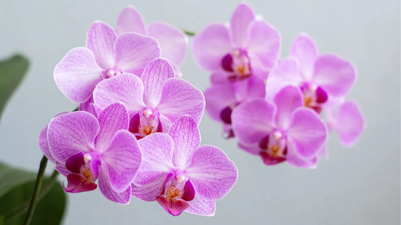 Enhancing Orchid Blooms: The Seasonal Switch to Cooler Temperatures