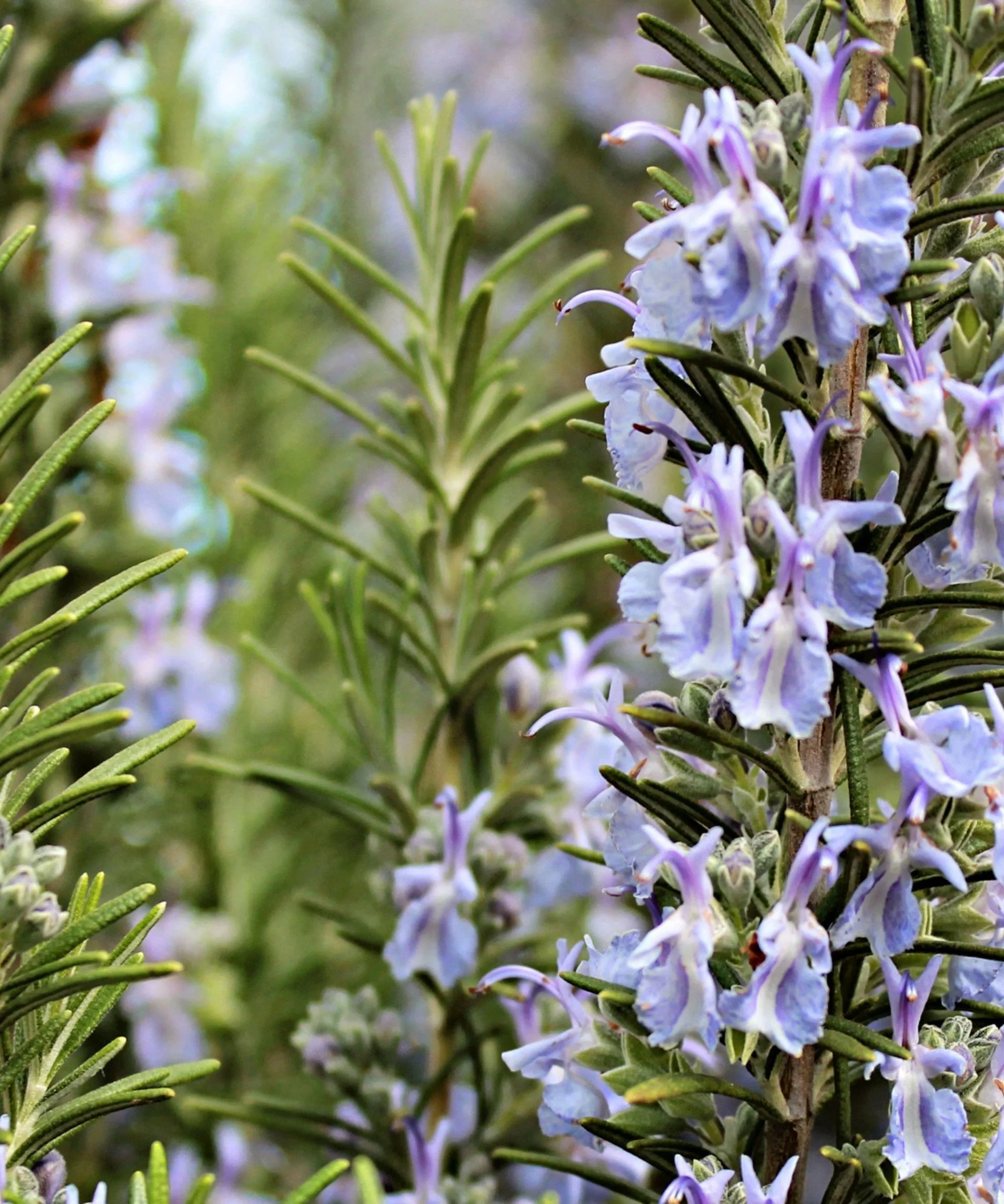 A close-up shot of dark green spiky rosemary plants with light purple flowers growing on them