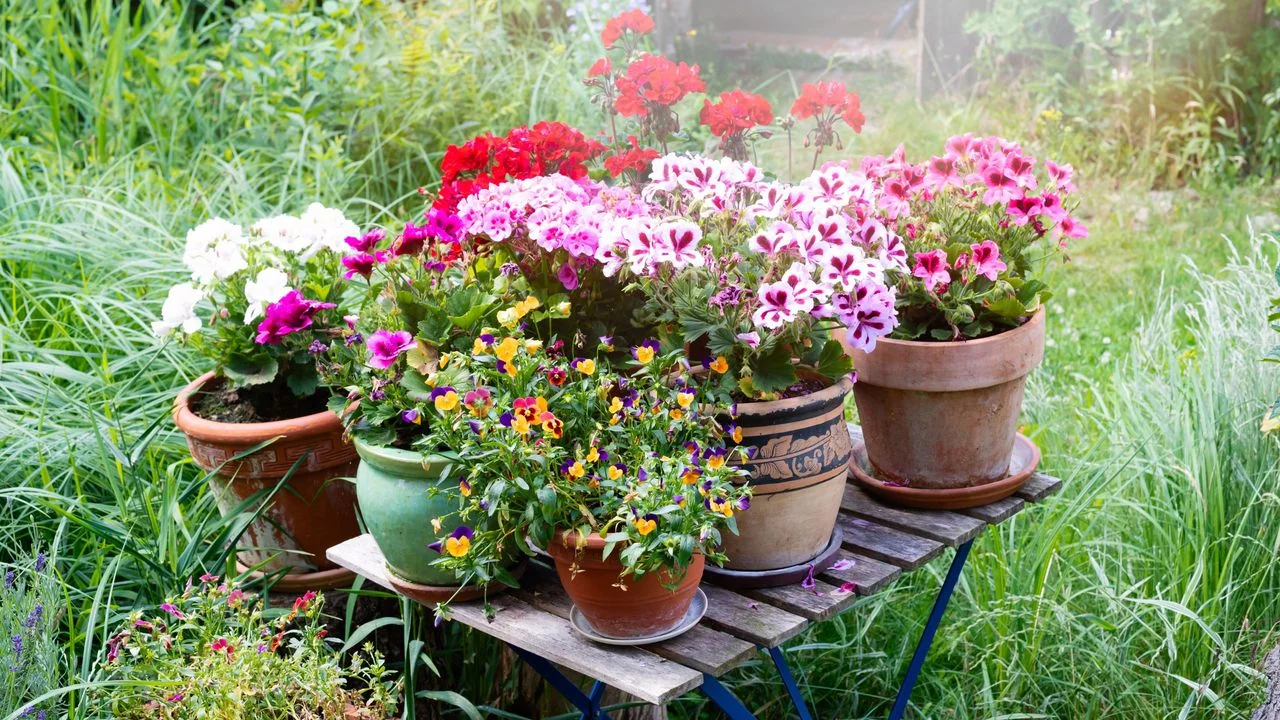 Essential Winter Plant Protection Tips for Enthusiasts