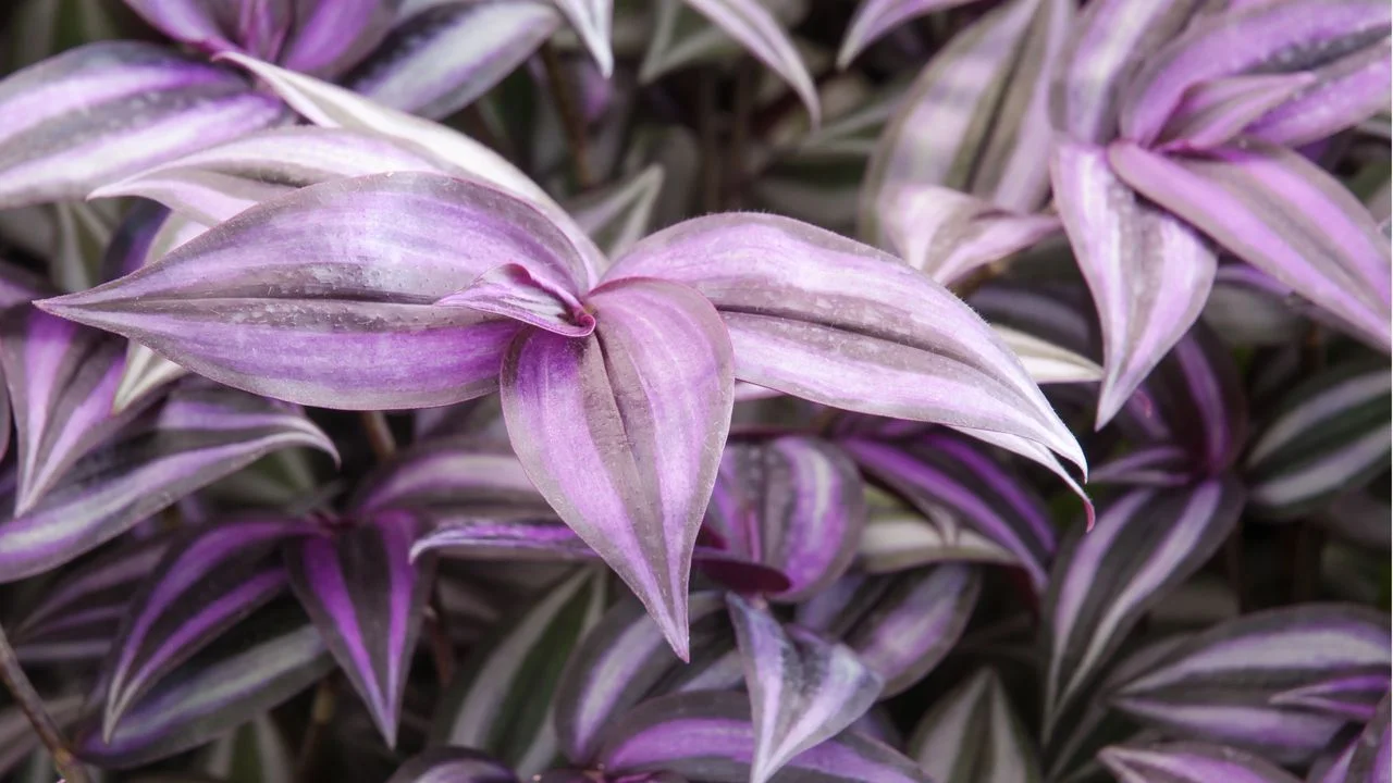 Enhance Your Space with These Six Stunning Purple Indoor Plants