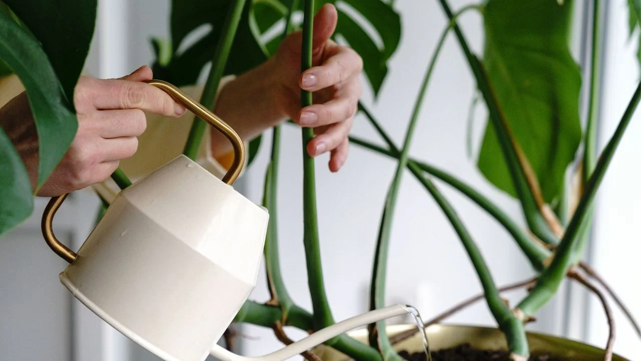 Guidance on Proper Watering Strategies for Monstera Plants