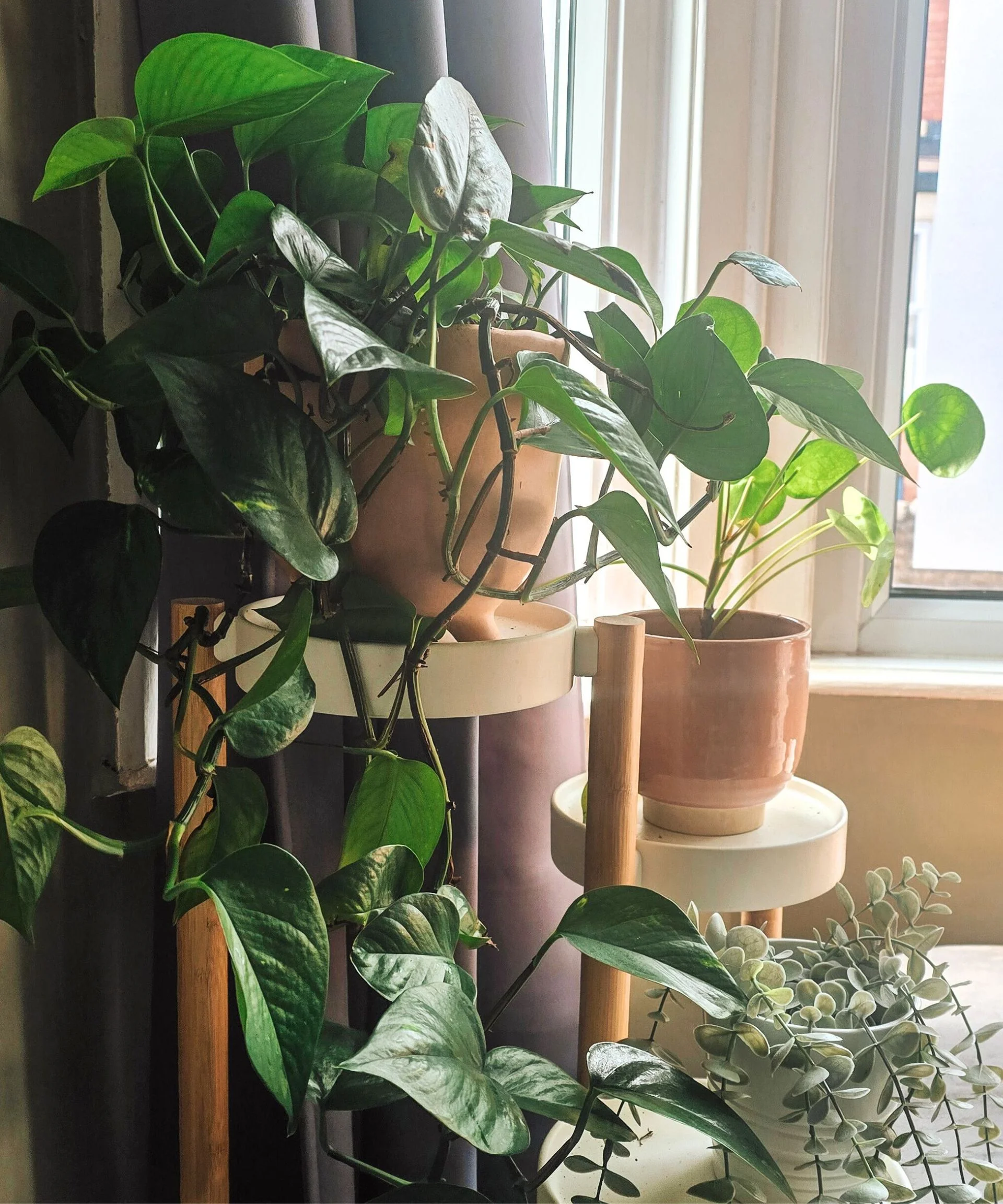 A leafy pothos plant in a terracotta pot, on a white plant stand