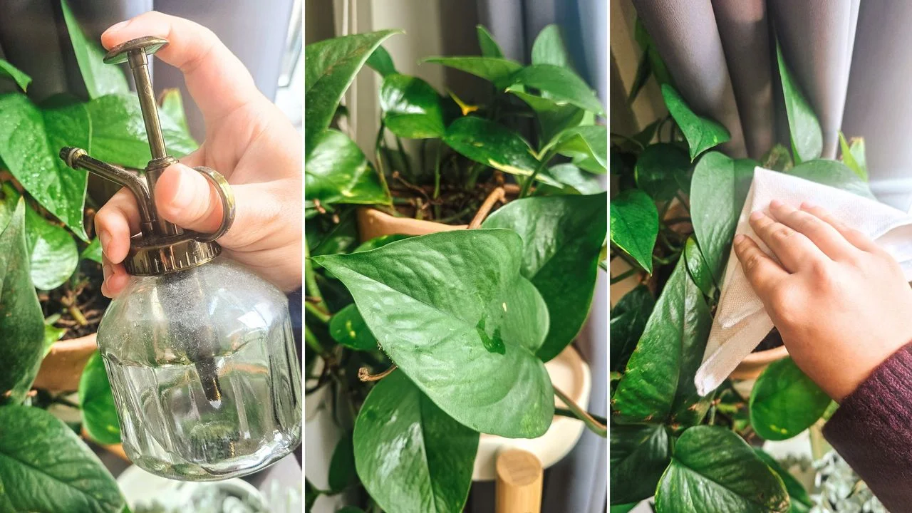 Expert Tips for Thriving Pothos Plants: Your Complete Care Guide