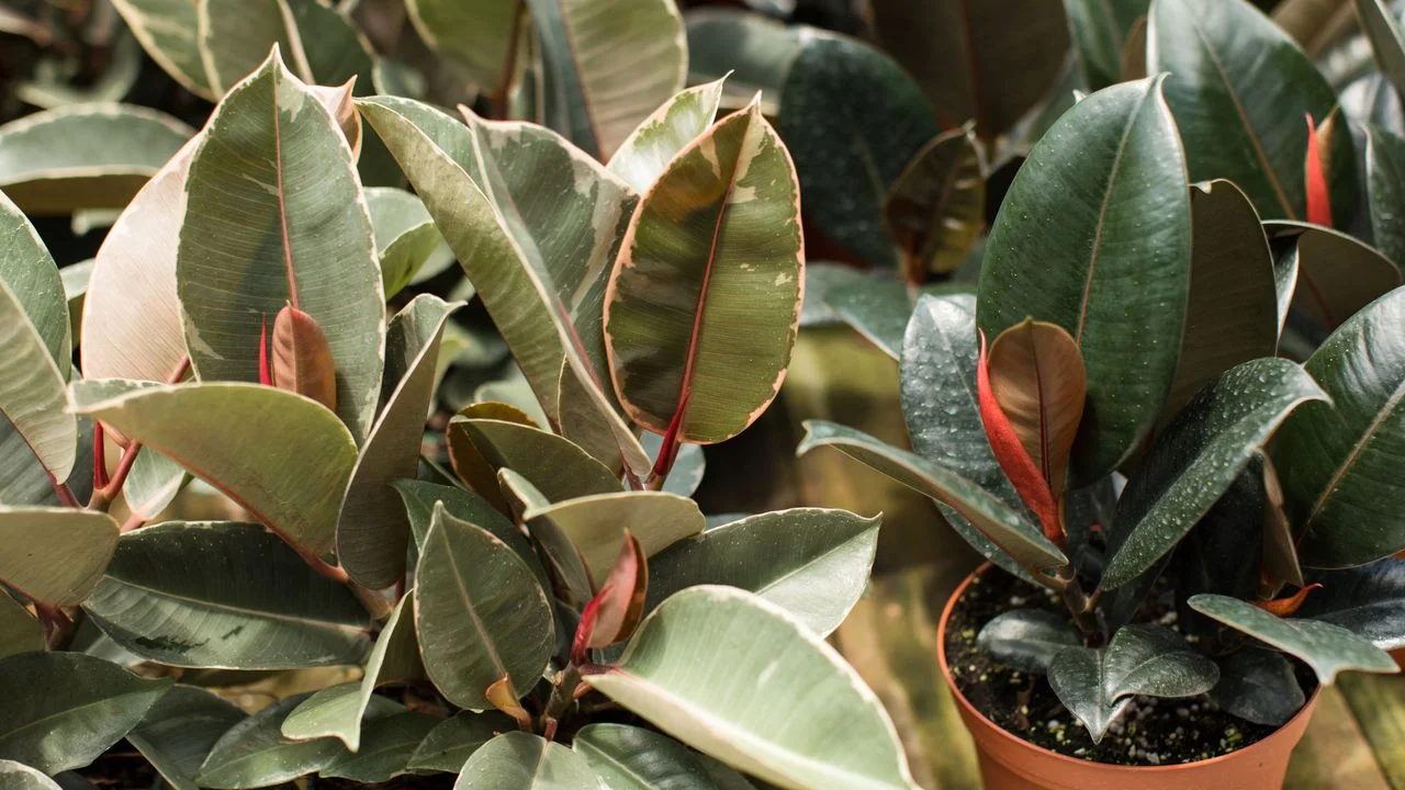 Essential Tips for Successful Rubber Plant Care at Home