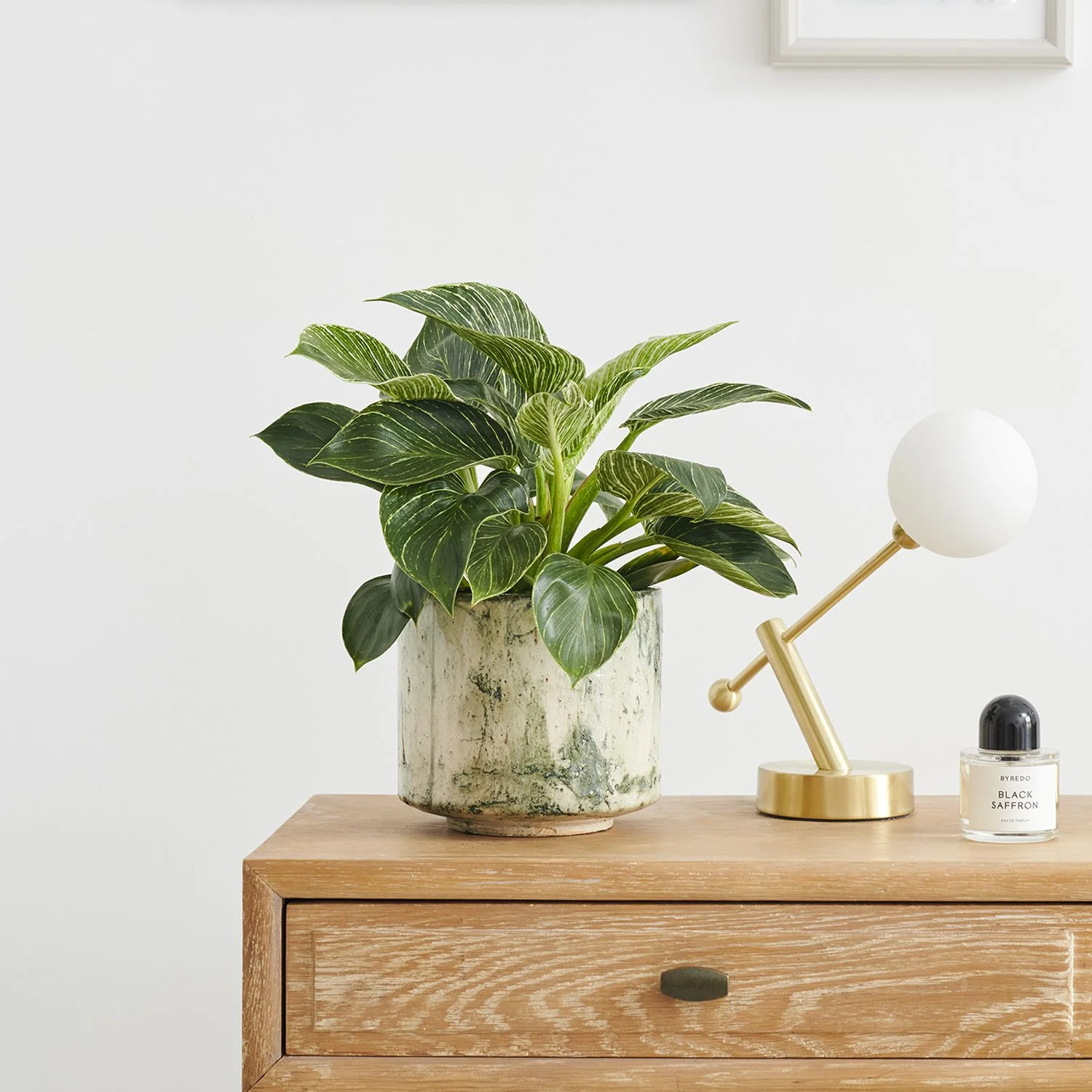 Philodendron enhancing room aesthetics