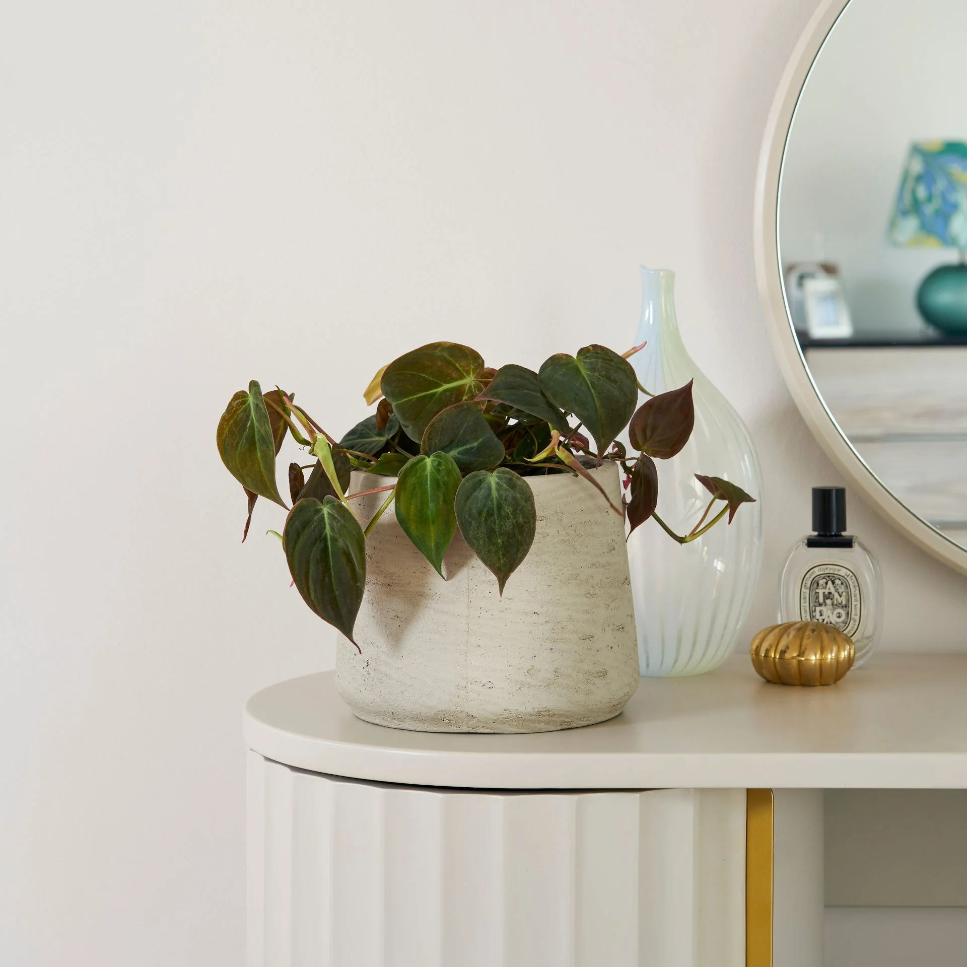 Philodendron in a pot