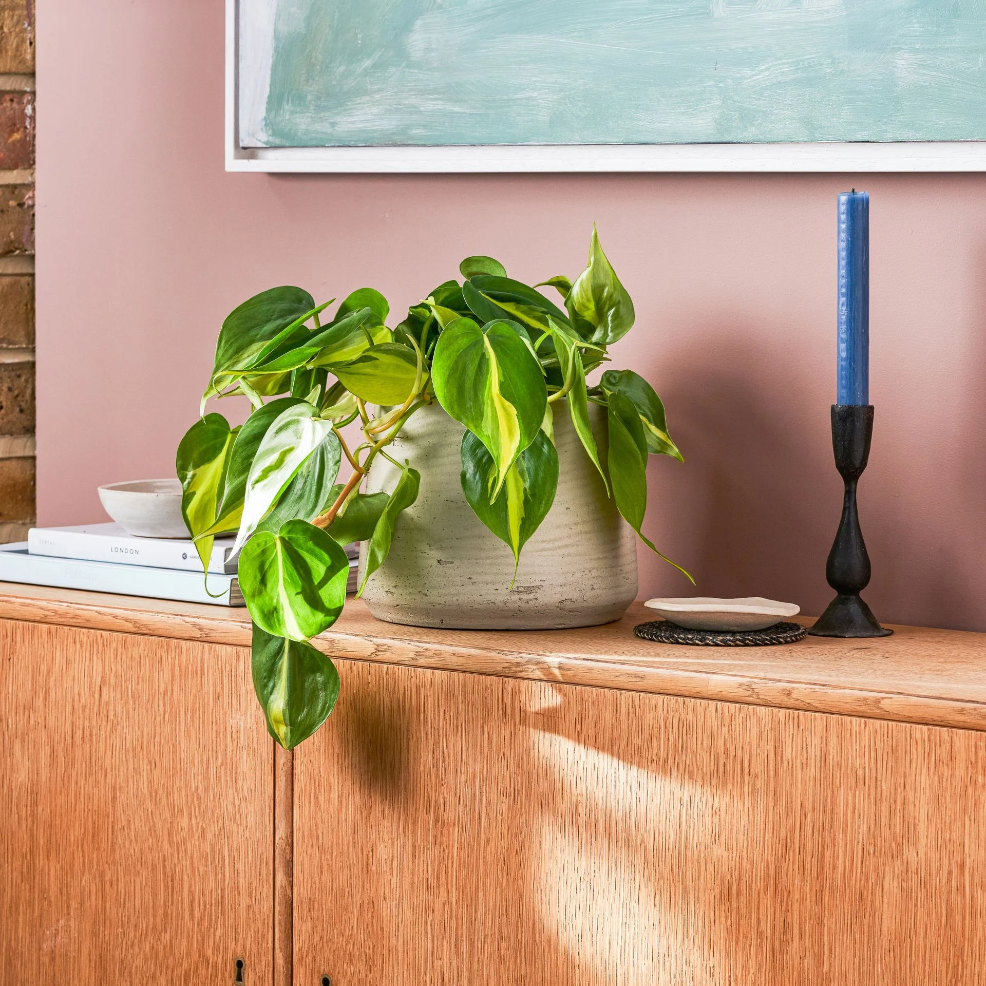 Philodendron watering schedule