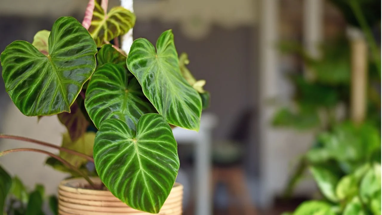 Expert Insights on Optimizing Philodendron Care for Thriving Indoor Growth