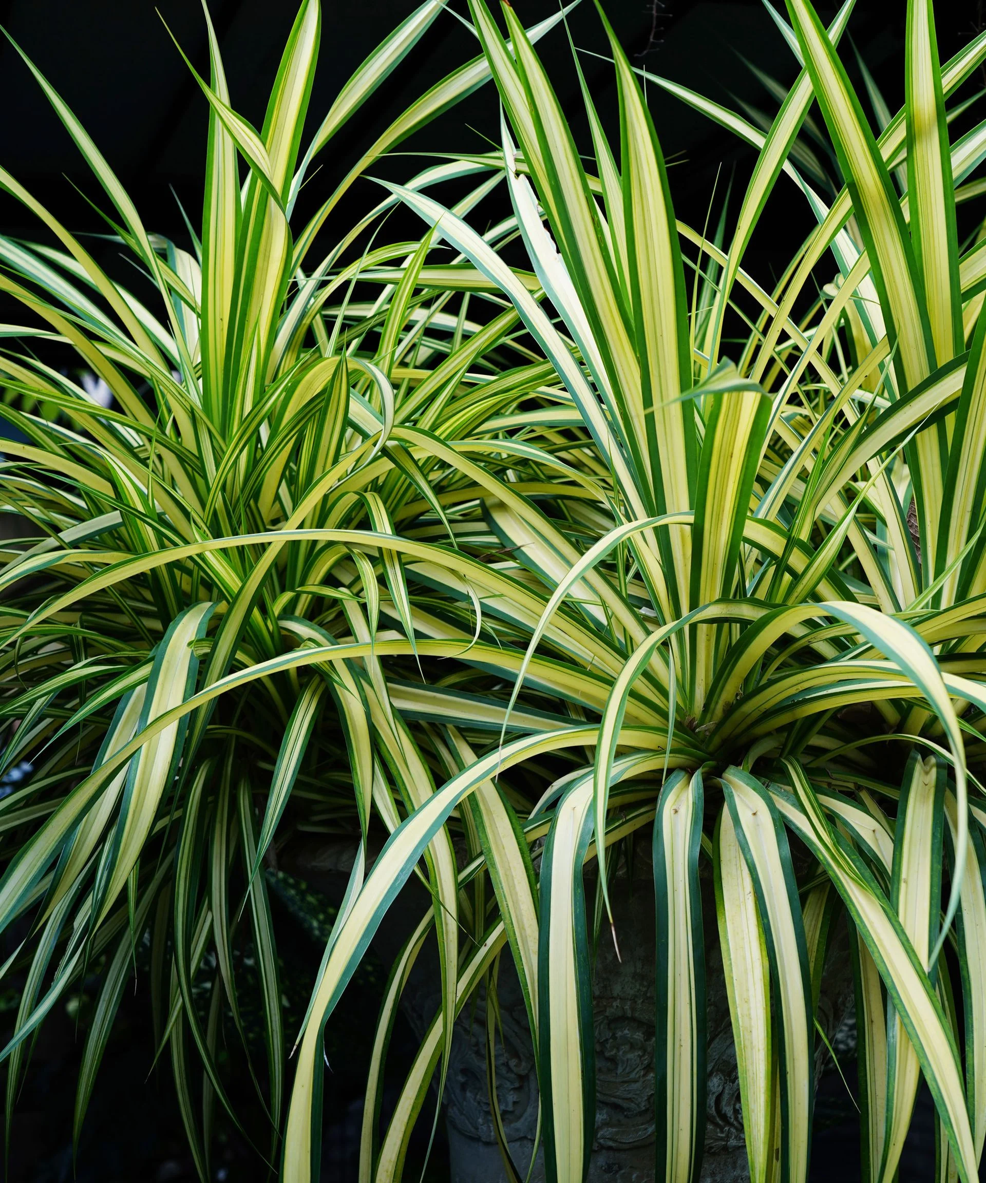 Spider plant