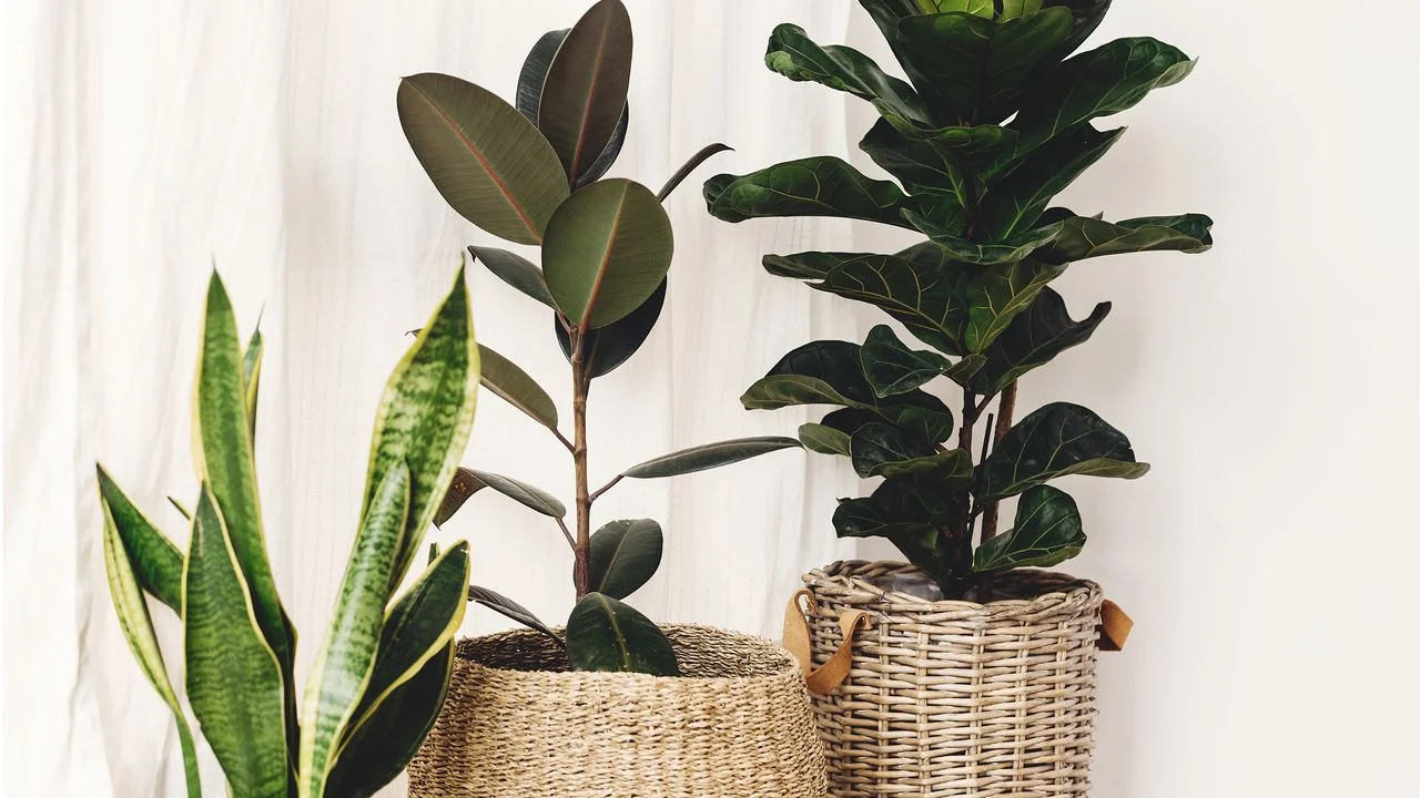 Seven Indoor Plants That Thrive Quickly with Minimal Care