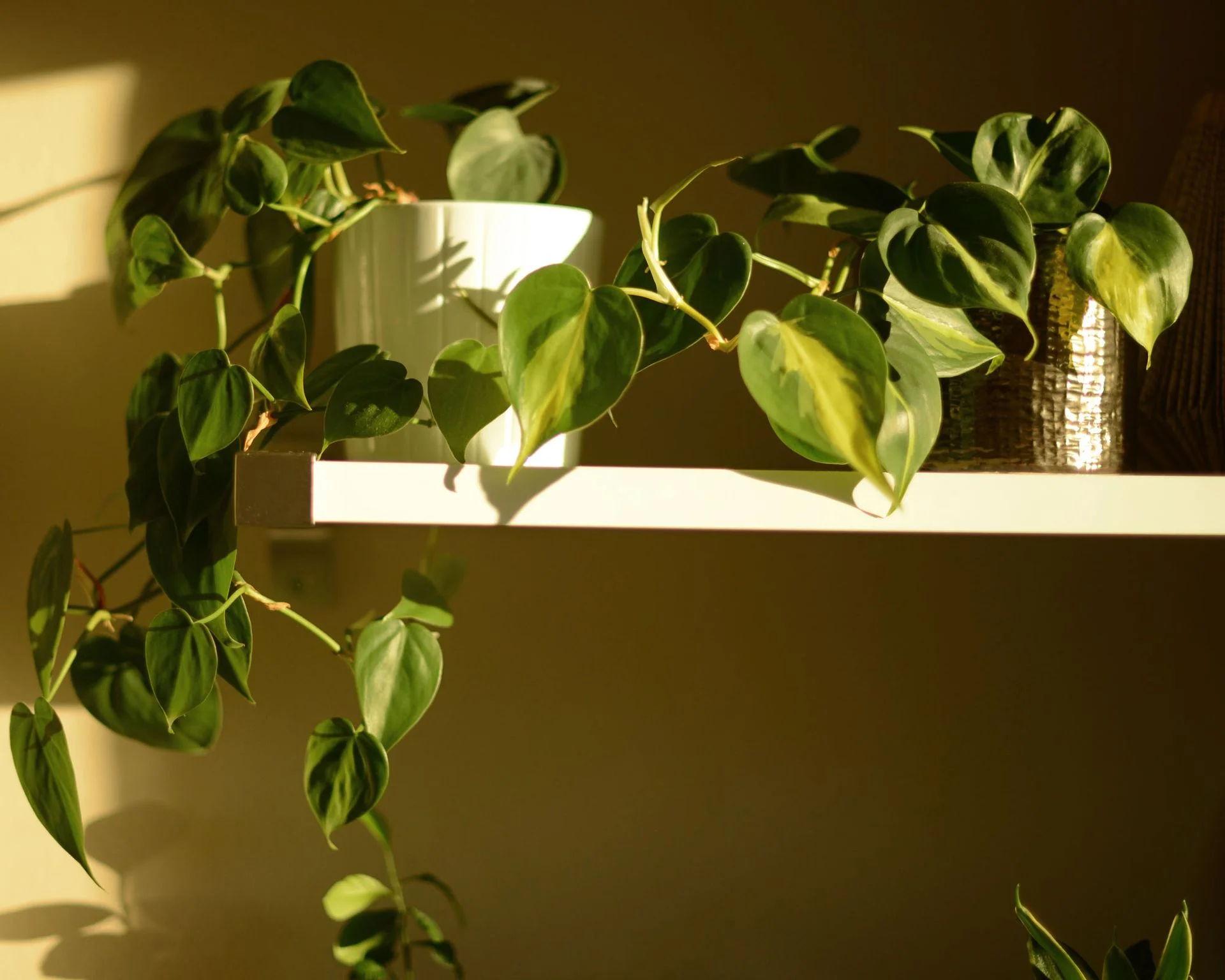 Philodendron plants hanging