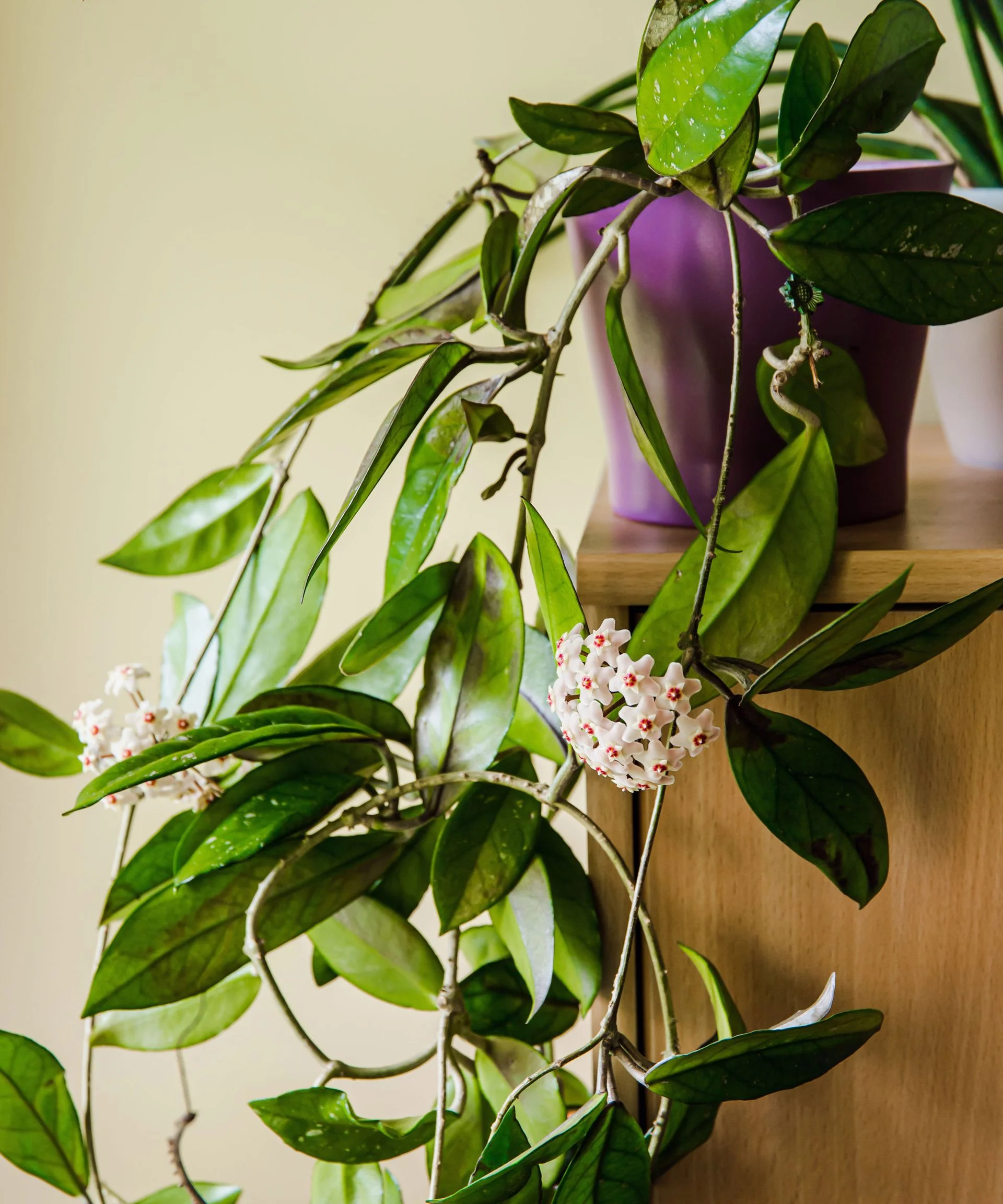 Hoya carnosa indoor plant