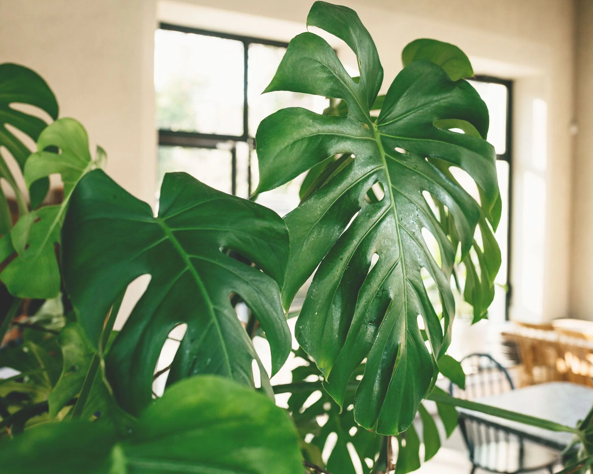 Monstera plant in kitchen