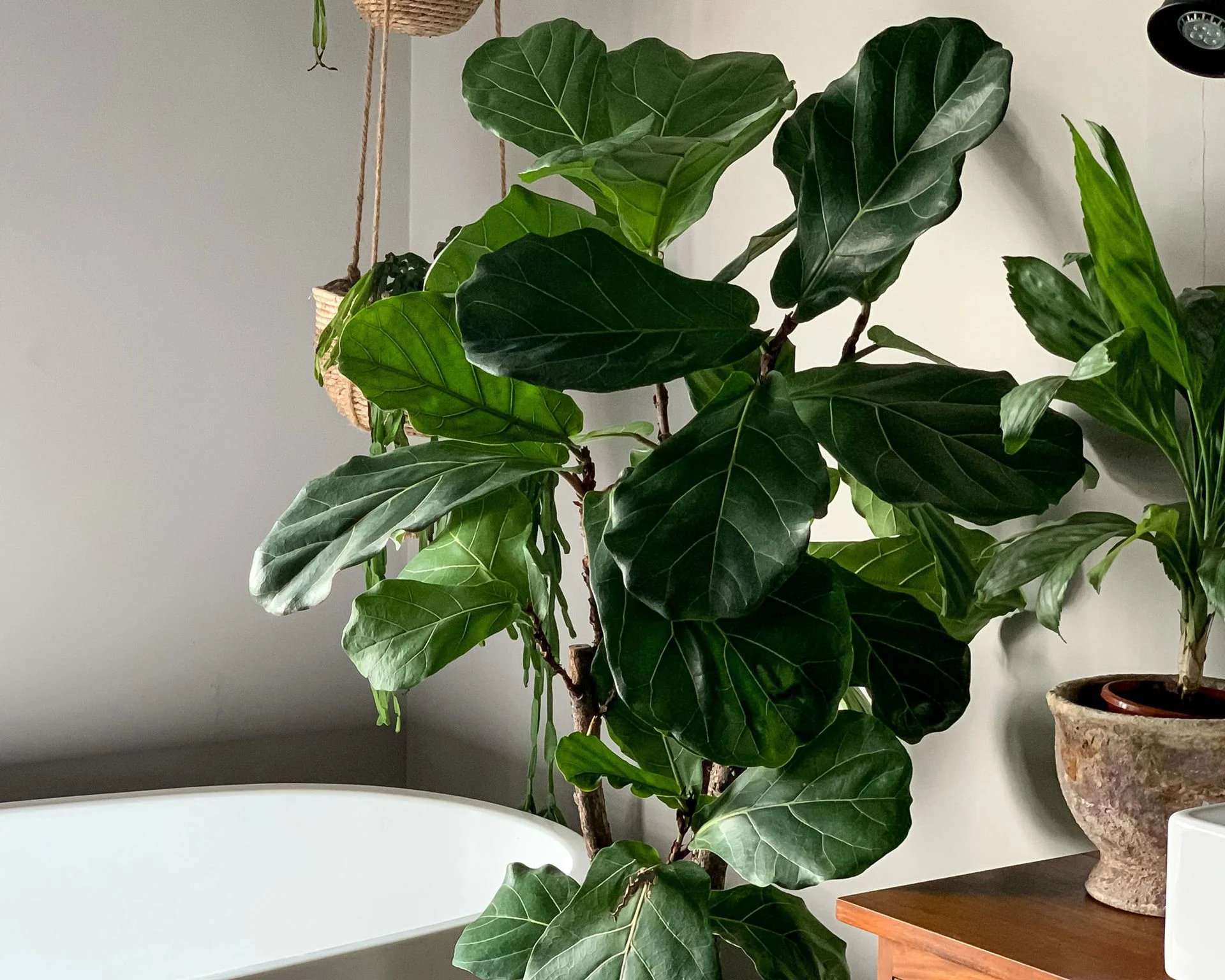 Fiddle Leaf Fig in bathroom