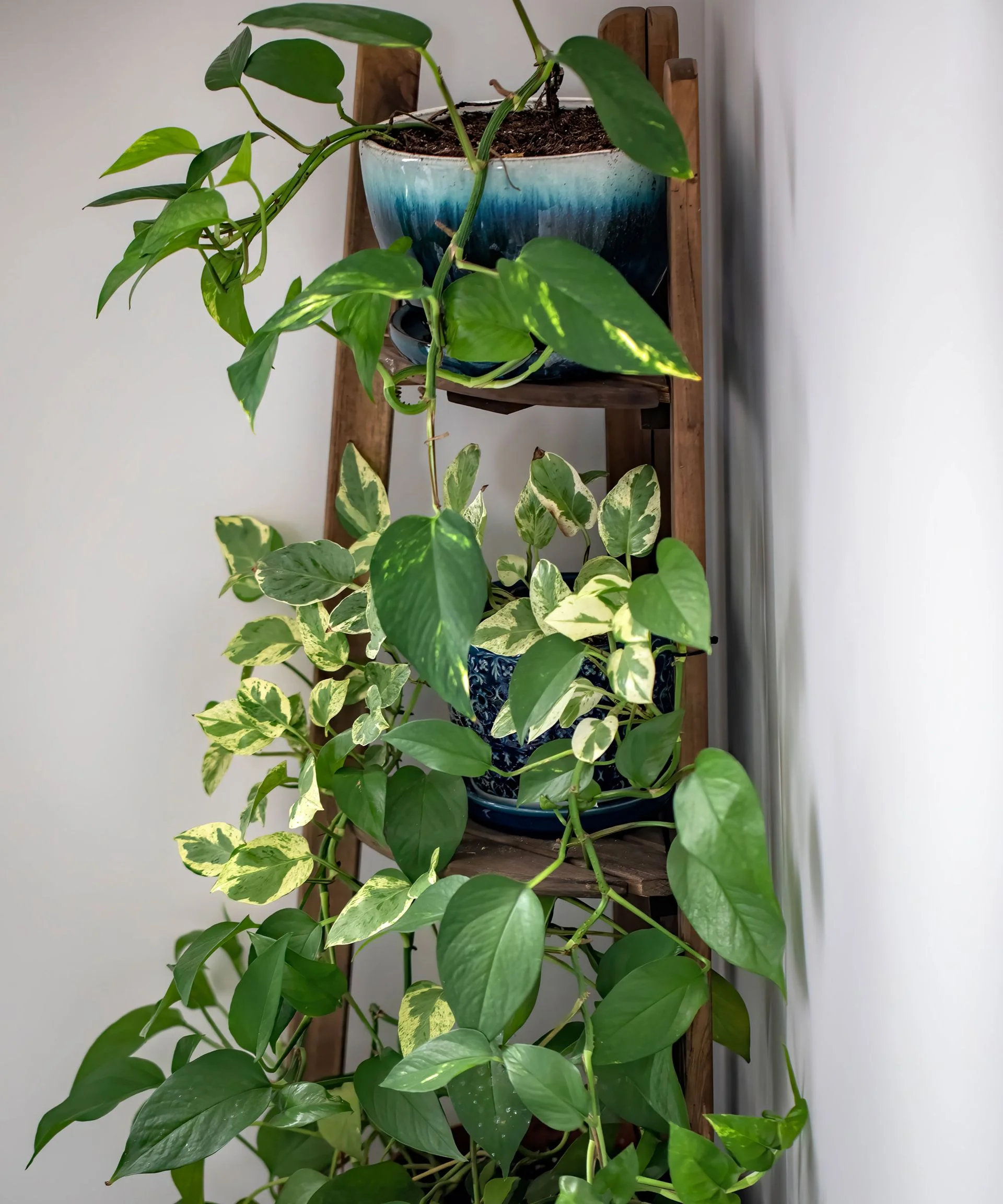 Pothos plant