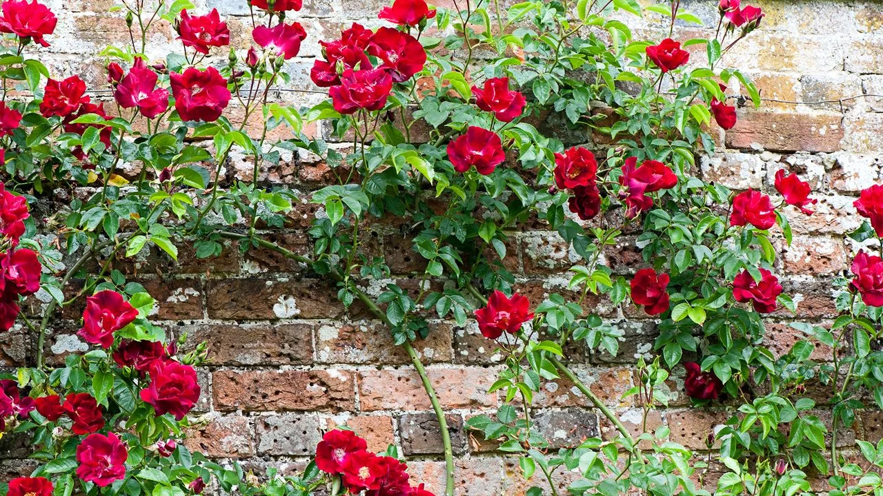 Enhance Your Garden Walls with Beautiful Climbing Plants