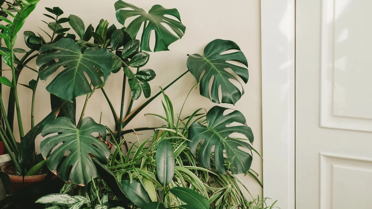 Expert Tips on Propagating Monstera Plants Successfully