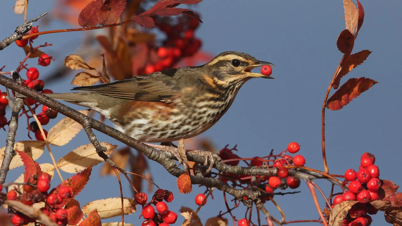 Enhance Your Garden and Wildlife Habitat with Berry-Producing Trees