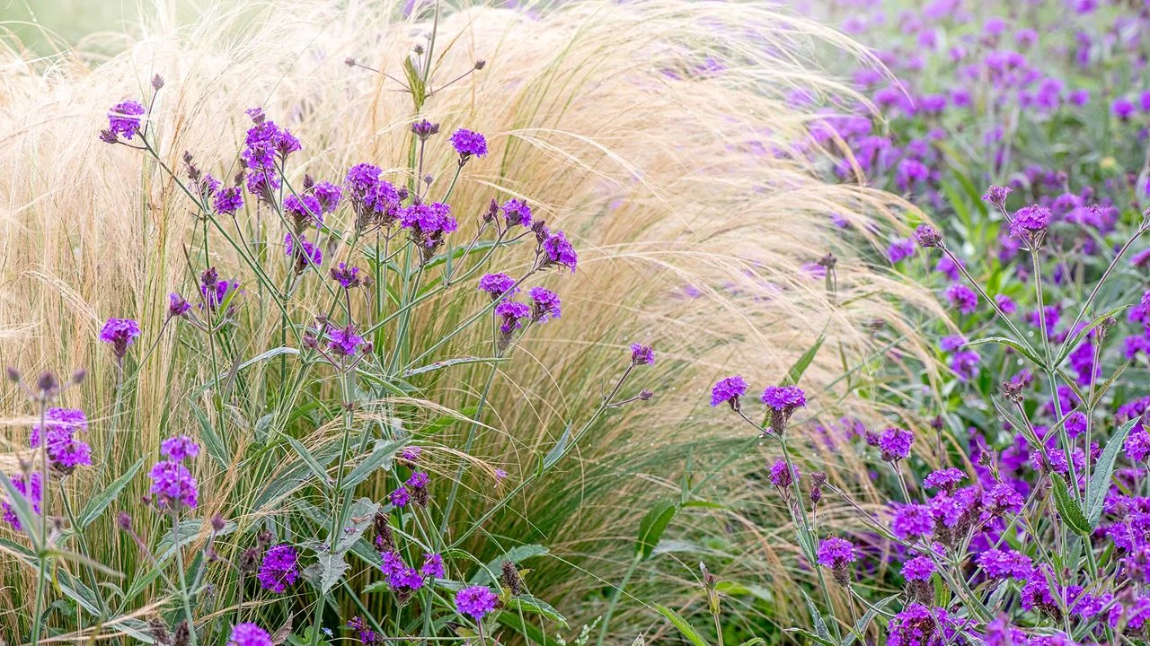 Elevate Your Landscape: The Versatile Benefits of Ornamental Grasses