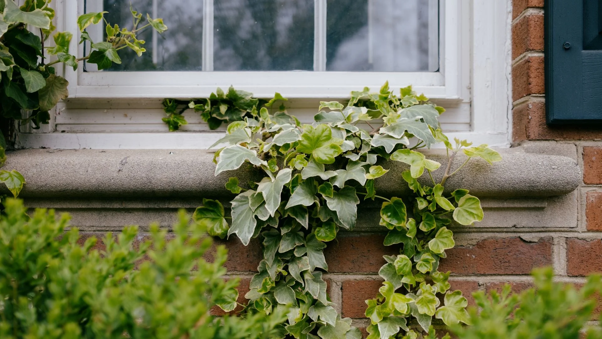 Understanding Your Rights and Responsibilities with Neighboring Plants