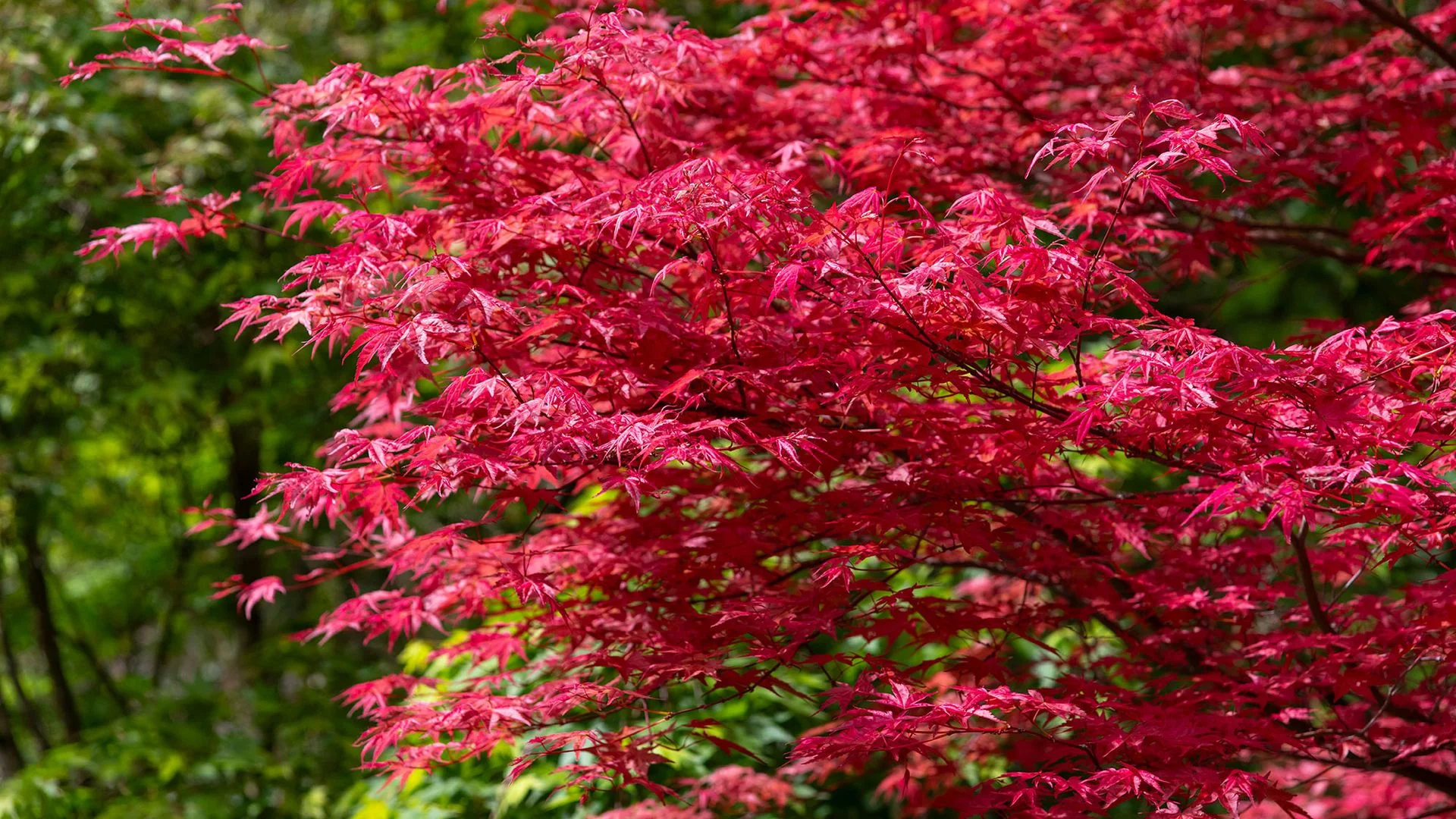 Enhance Your Garden with These Top Low-Maintenance Trees