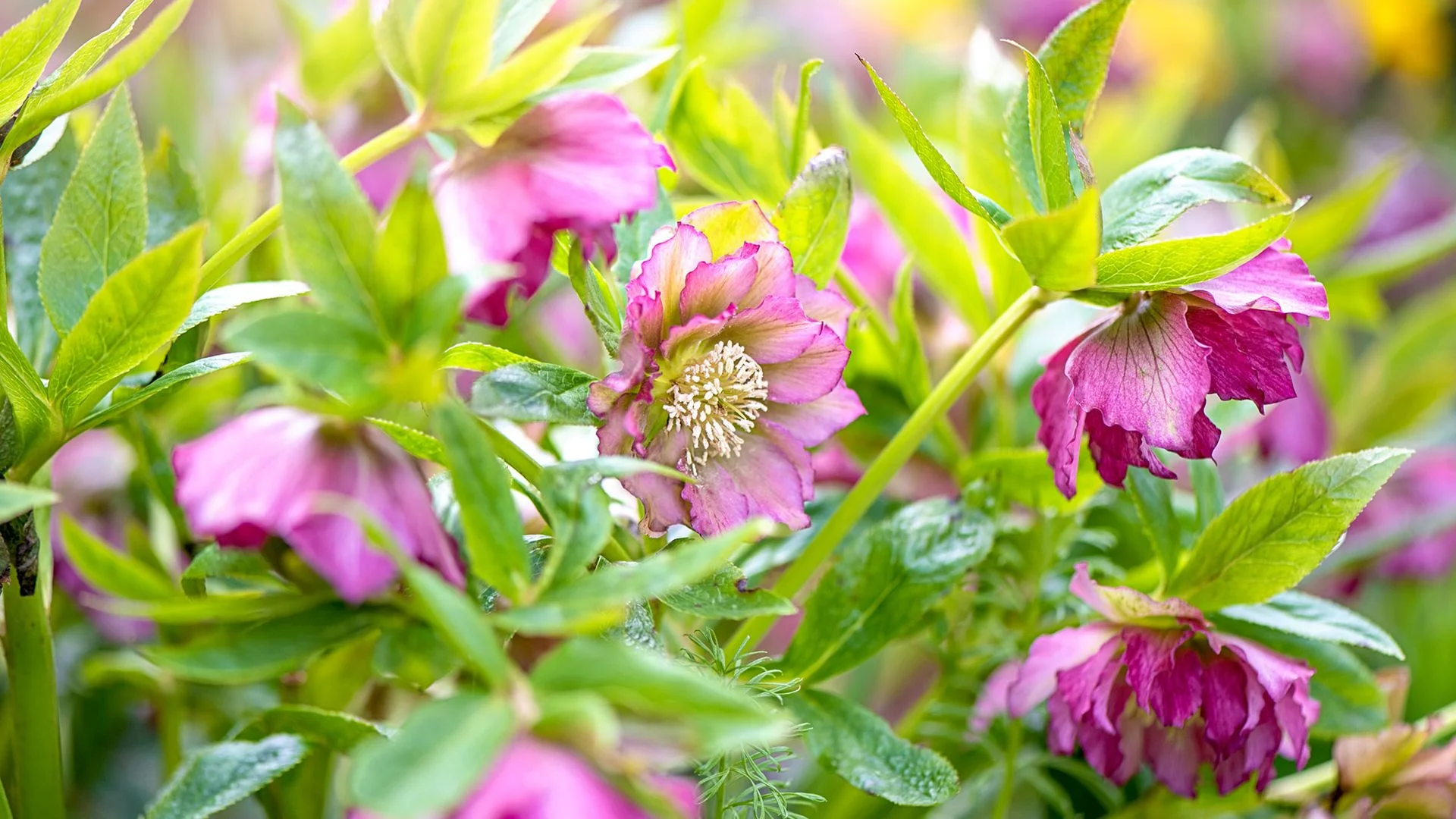 Enhance Your Garden This October: Planting Tips for a Vibrant Spring