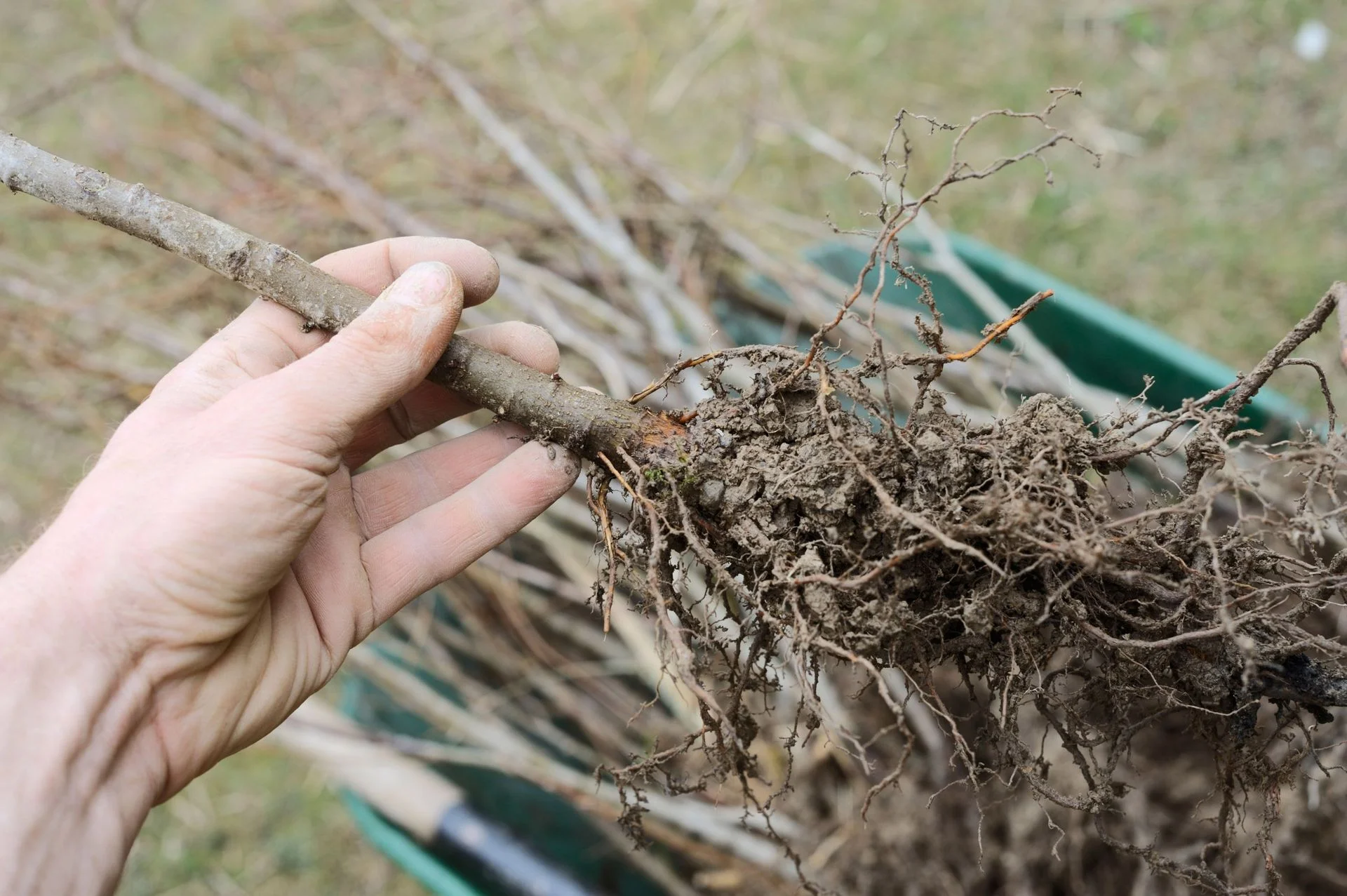 bare root tree in container