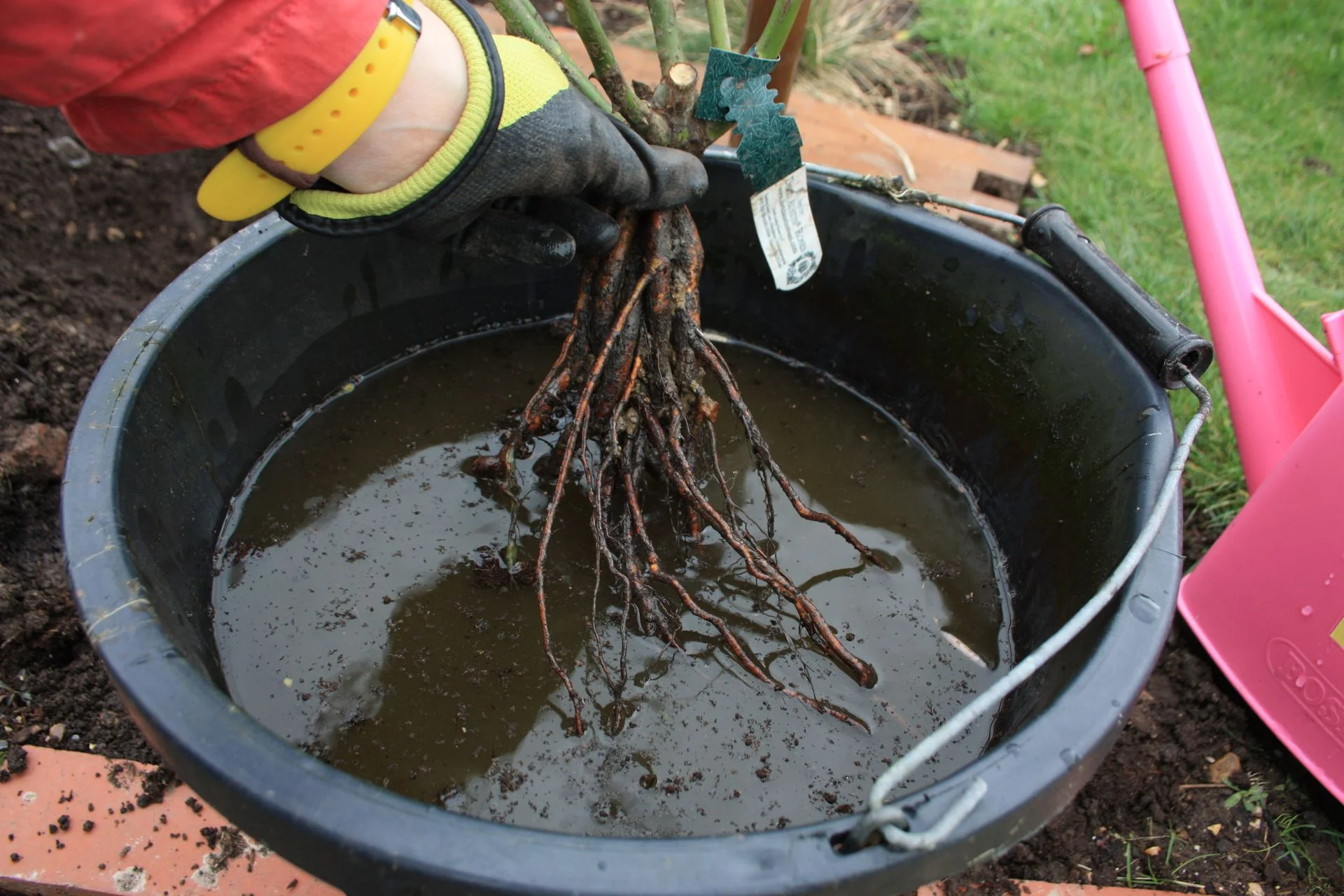 immersing bare root tree roots