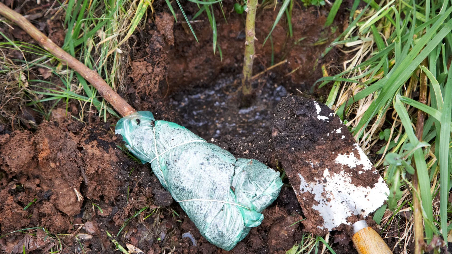 plant a bare root tree