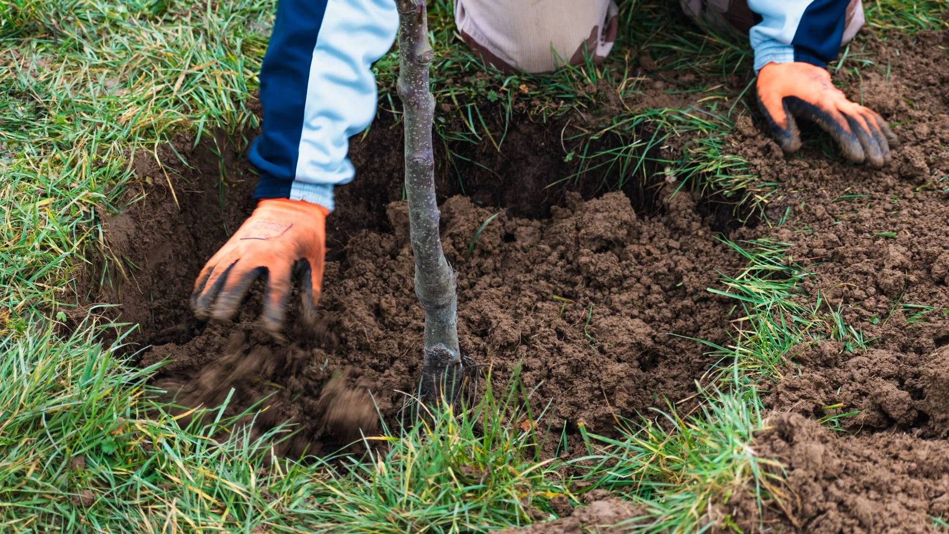 Why Winter is Ideal for Planting Bare Root Trees