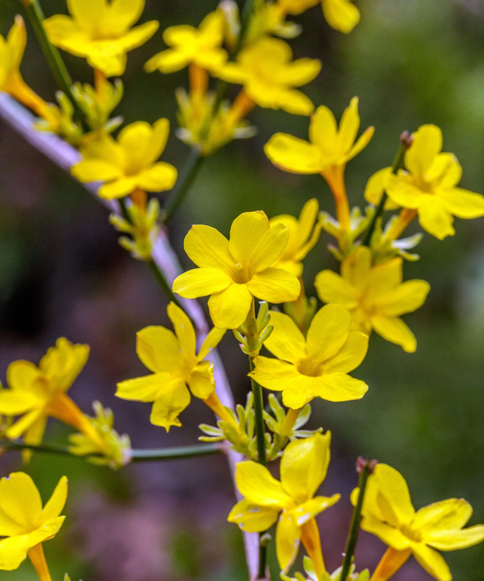 closeup of Jasminum nudiflorum