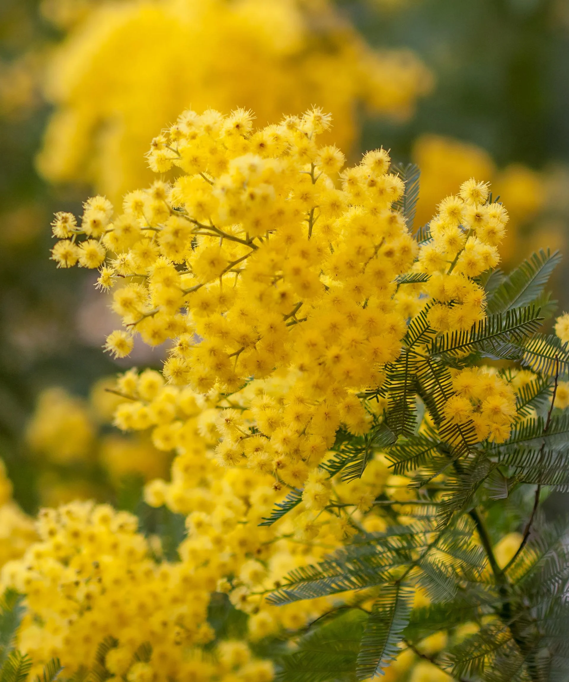 acacia tree (acacia dealbata) branch in blossom closeup