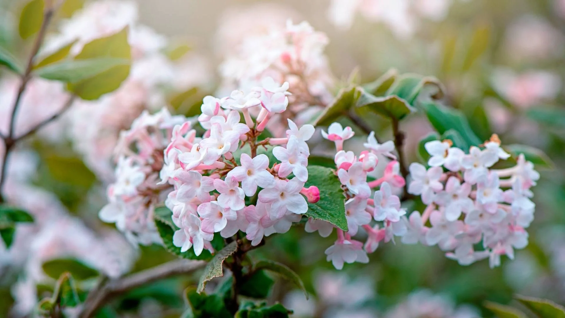 9 winter-flowering shrubs that will bring scent, colour and structure to your garden – even in the coldest months