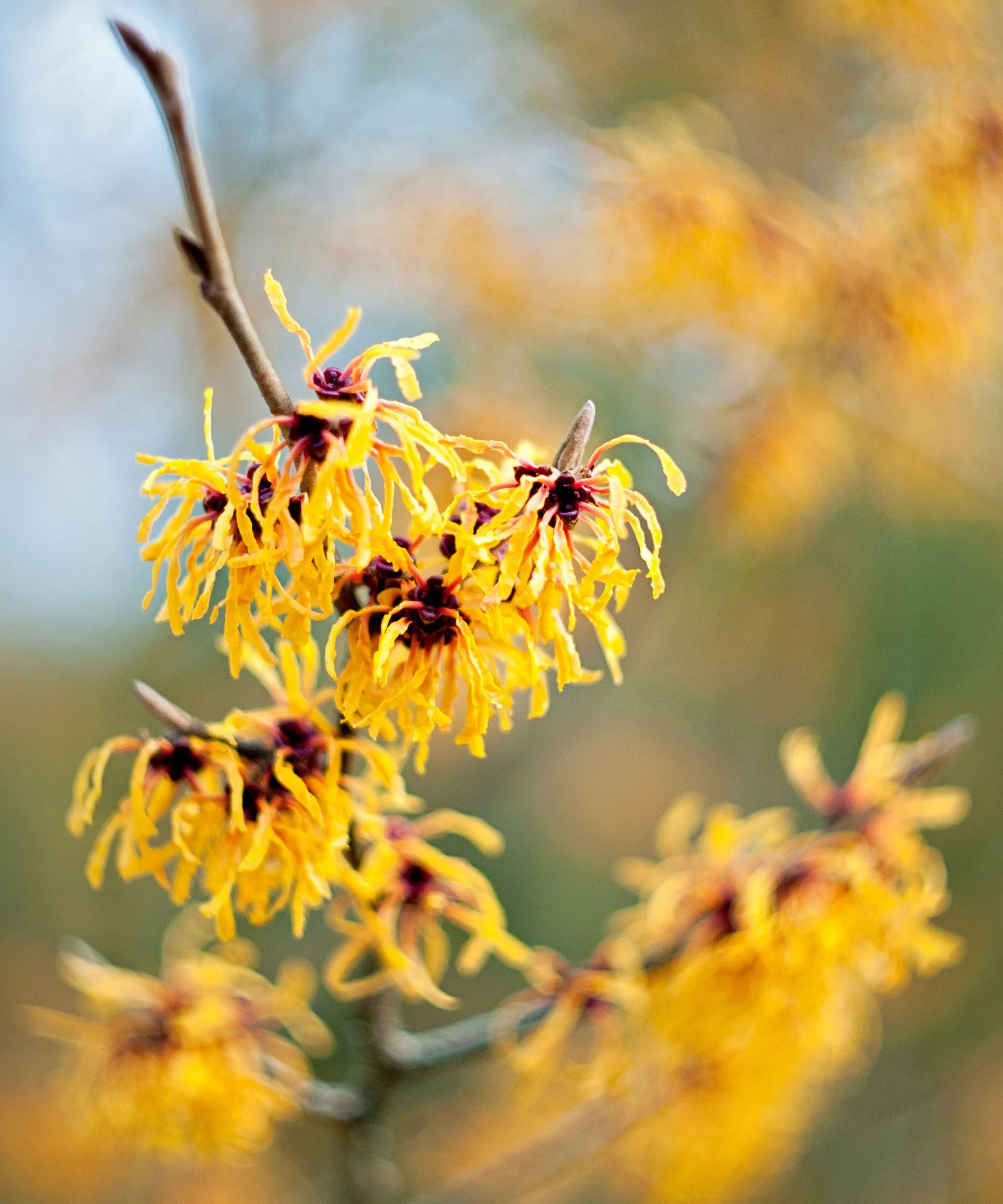 Hamamelis x intermedia ‘Pallida’
