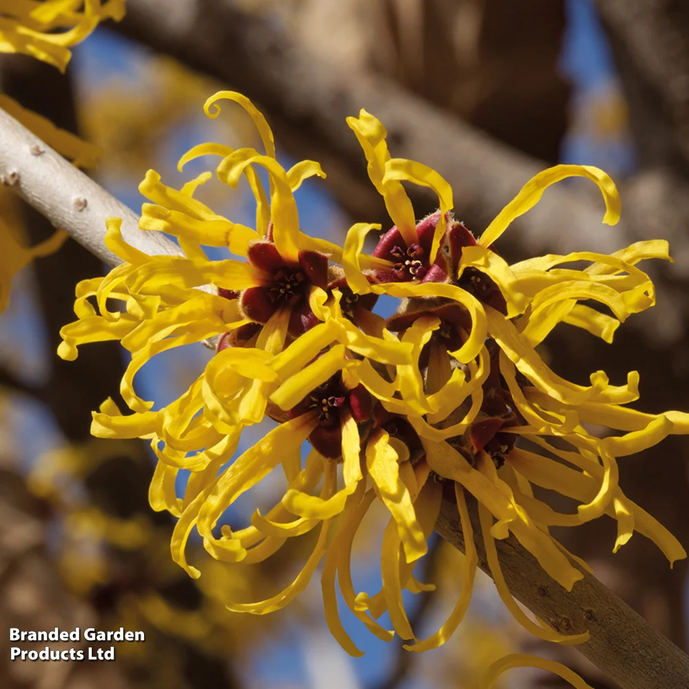 Hamamelis X Intermedia 'pallida'
