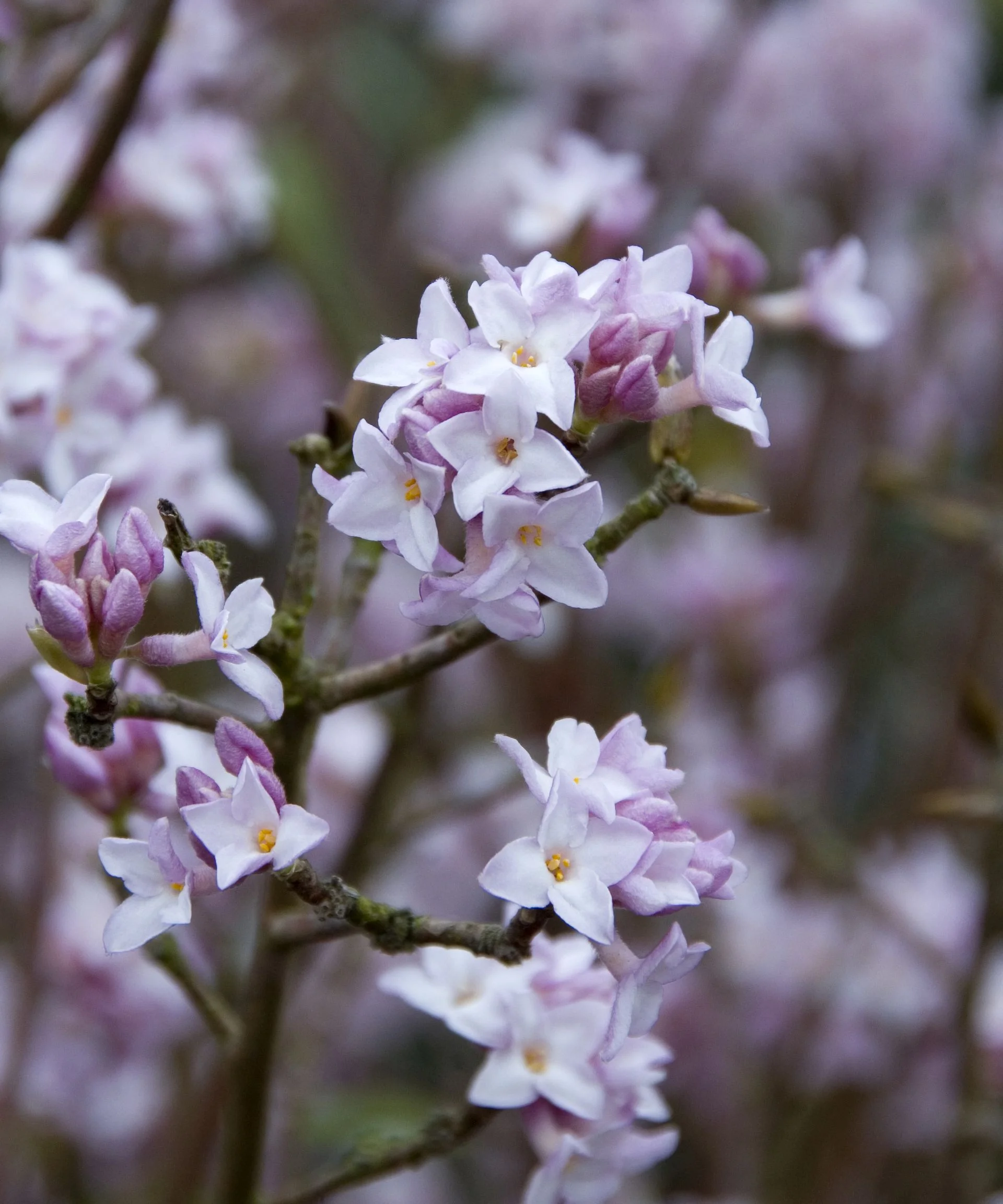 Daphne bholua ‘Jacqueline Postill’