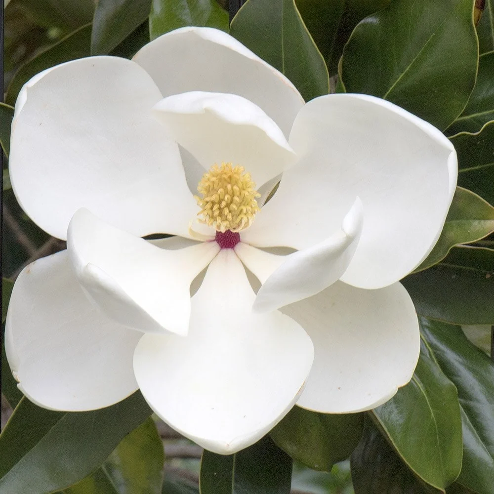 Magnolia Grandiflora
