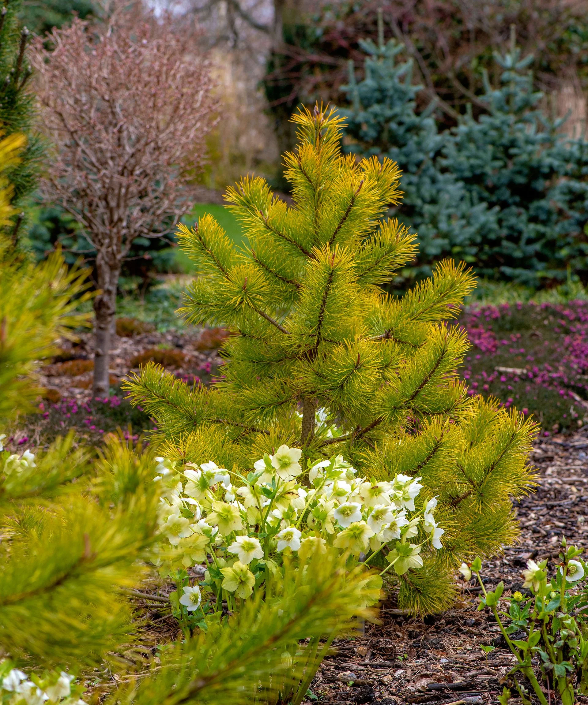 Pinus contorta 'Chief Joseph'