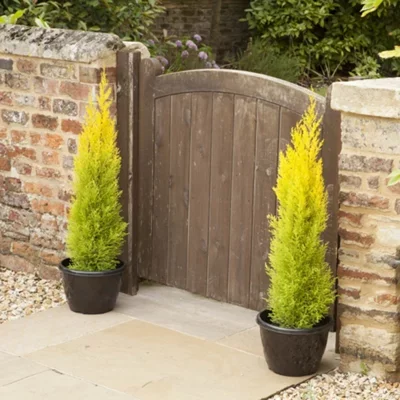 You Garden - Cupressus Conifer Macrocarpa Goldcrest Tree in a 10.5cm Pot 28-30cm Tall - Supplied as 1 X Established Cypress Tree