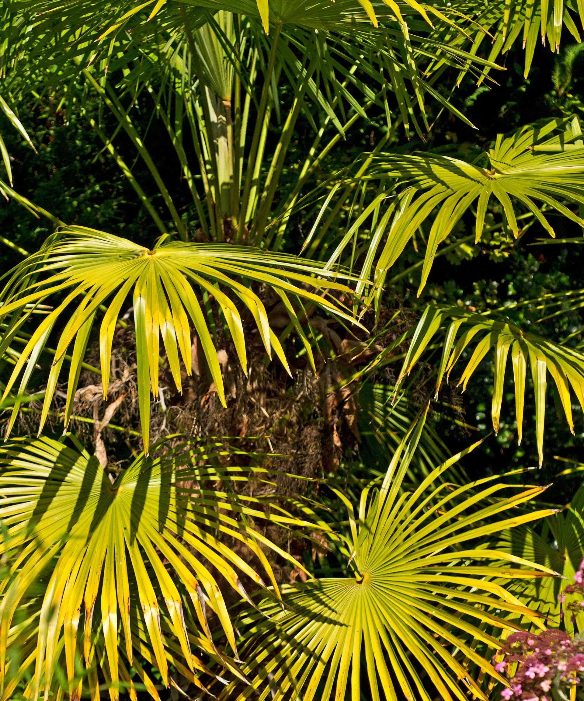 Chusan Palm (Trachycarpus fortunei)