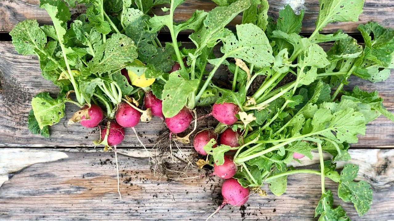 Maximize Your Autumn Garden: Top Crops for September Planting