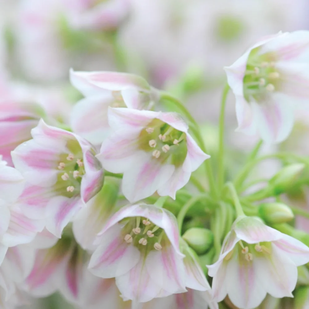 Nectaroscordum Siculum