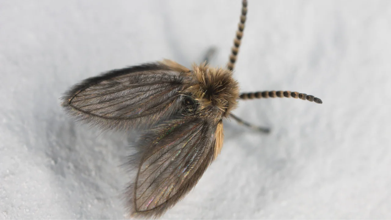 Effective Strategies to Eliminate Drain Flies and Keep Them at Bay