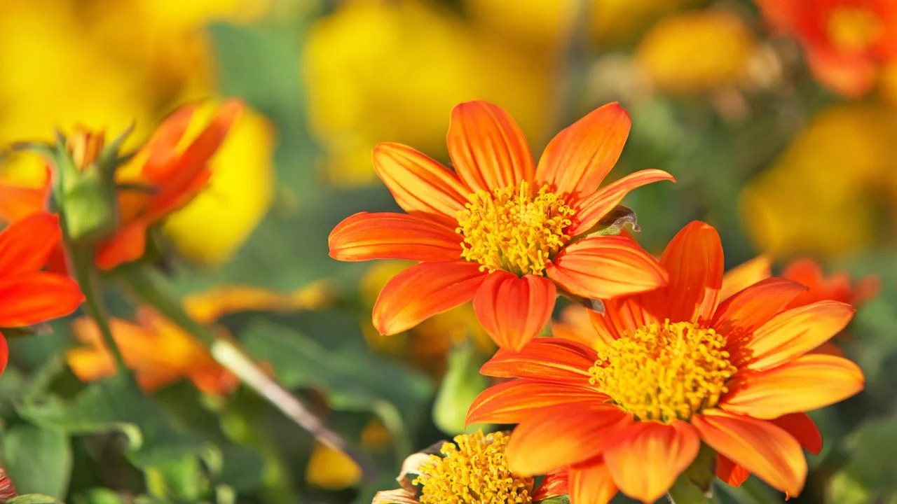 Revive Your Summer Garden with the Stunning Mexican Sunflower