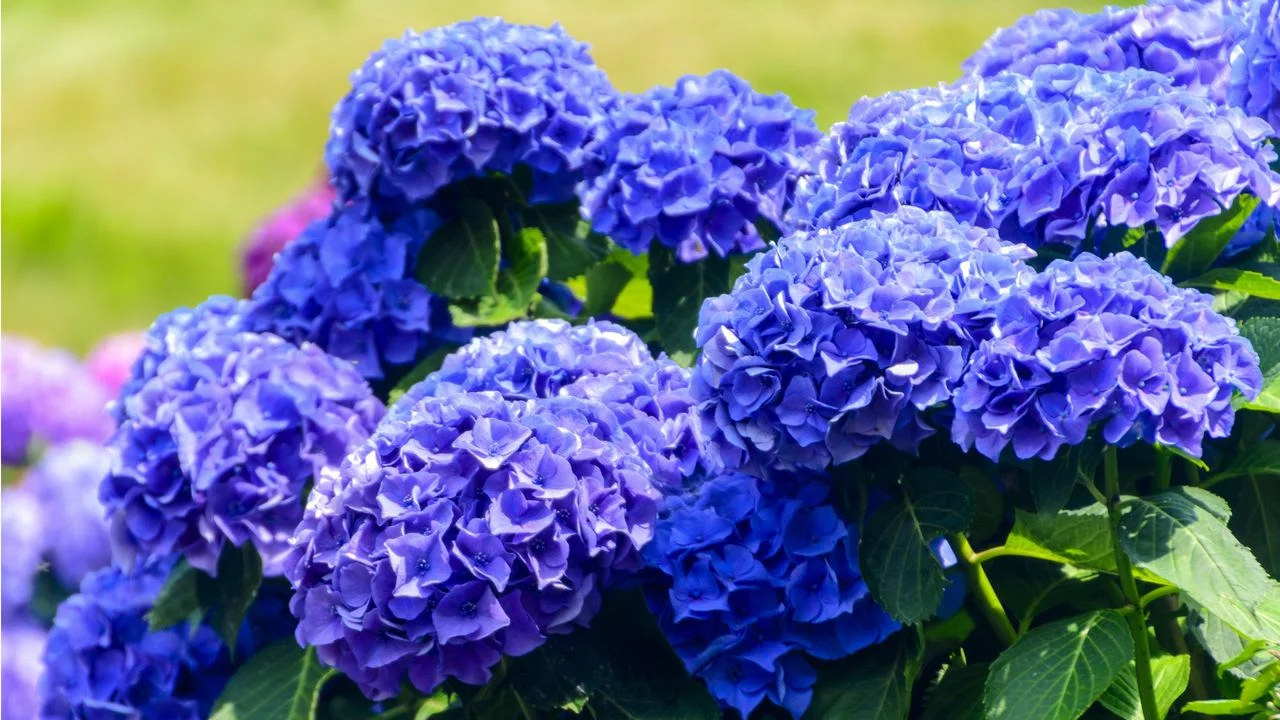Embracing ‘Ancient Blue’: The 2027 Garden Color of the Year for Timeless Landscapes