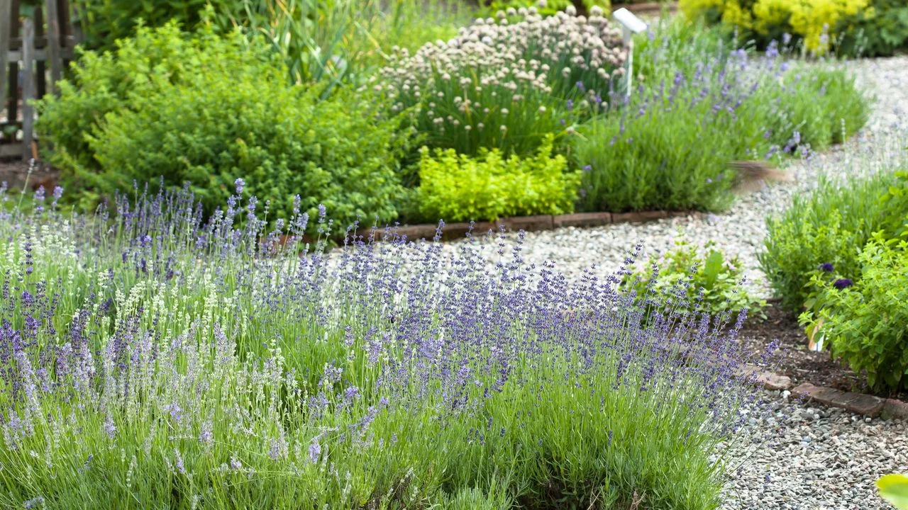 Essential Seed Orders for a Productive Fall: Preparing for Springs to Come
