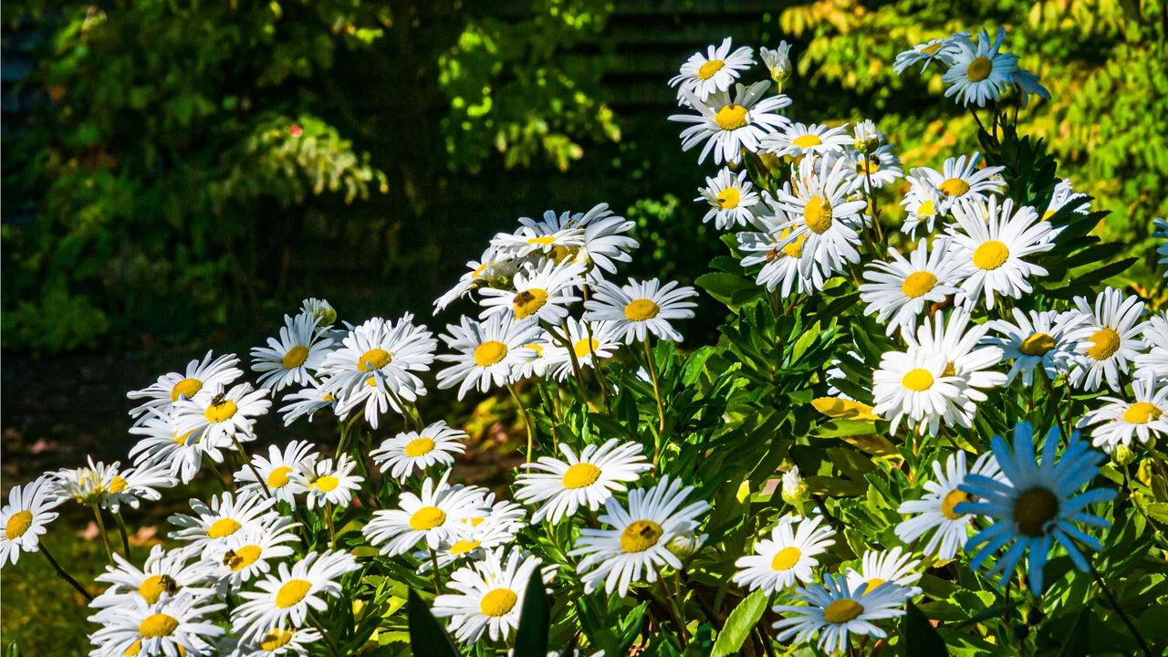 Maximize Your Shasta Daisies: Effective Division Techniques for Autumn Propagation