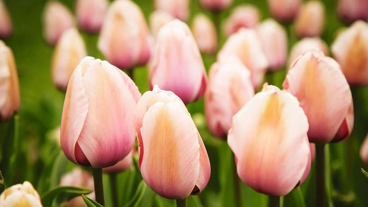 Essential Tips for Planting Tulips: Timing, Soil Preparation, and Container Options
