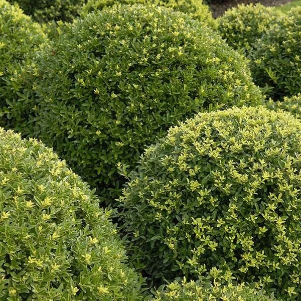Ilex Crenata Dark Green ('icoprins11') (pbr)